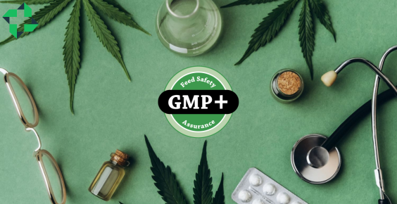 Cannabis médical